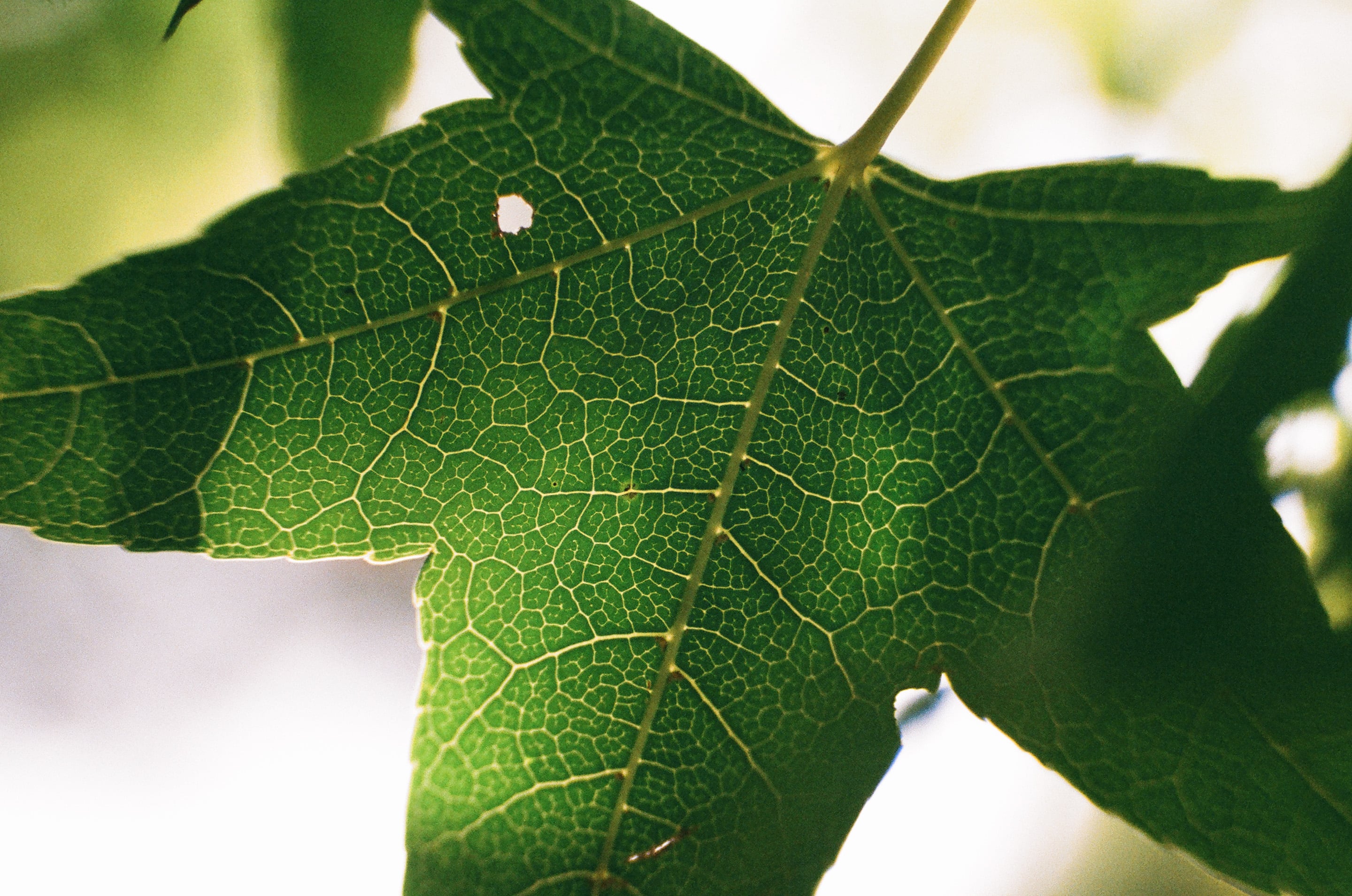 EP9 家事｜Olympus OM-1 + 美版 Fujifilm Fujicolor C200 彩色底片