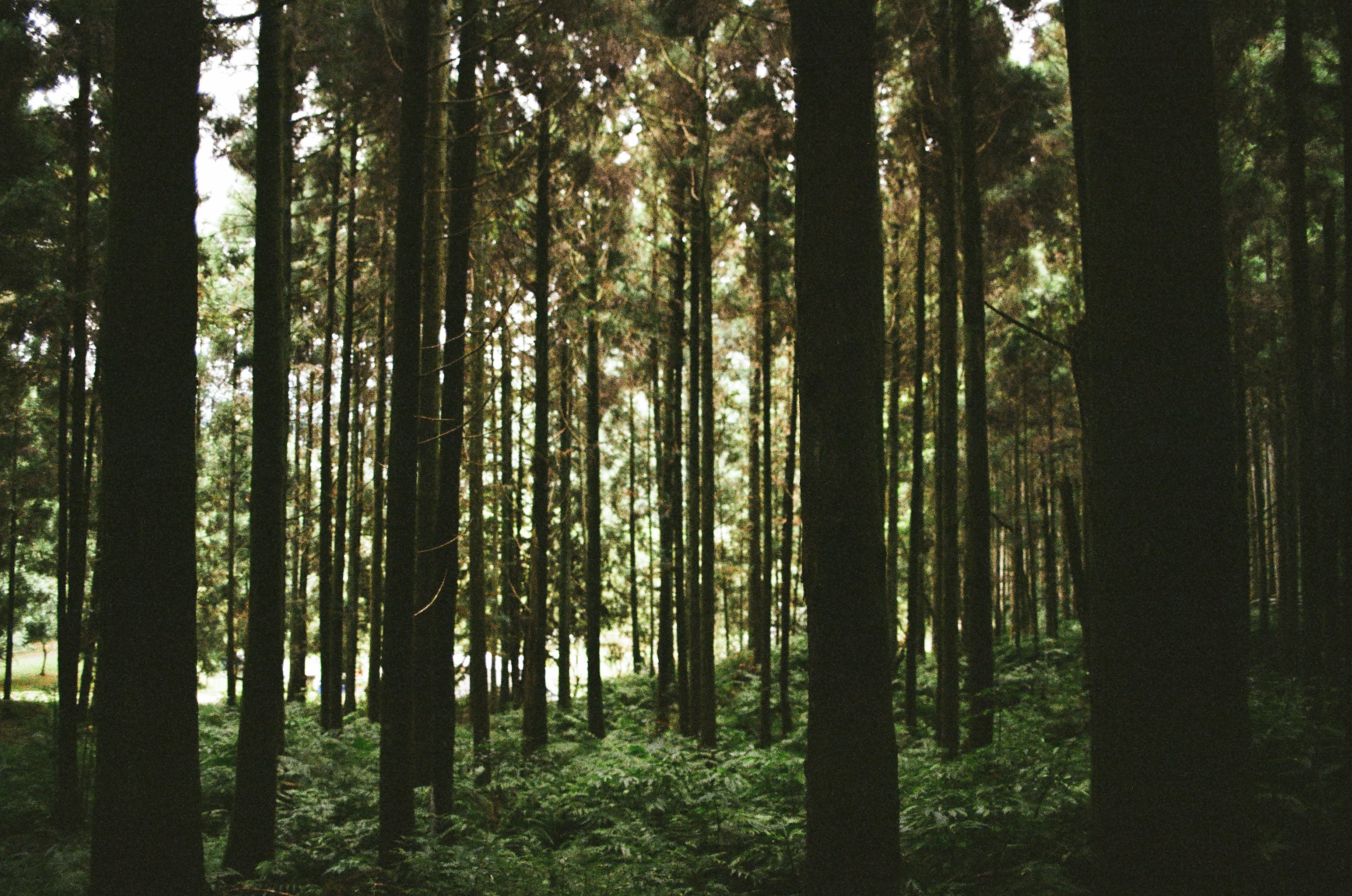 EP12 森林｜Olympus M-1 + Kodak ColorPlus 200 彩色底片