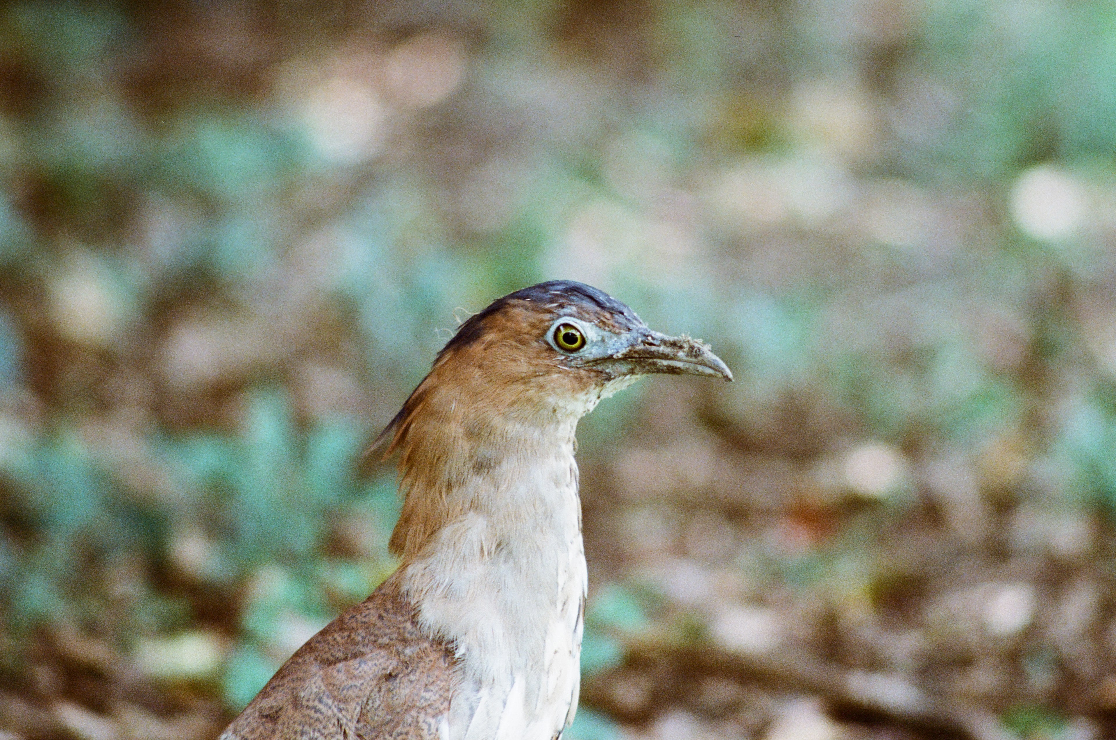 EP22 小動物們｜Olympus OM-4 Ti + Kodak 250D/5207 電影底片