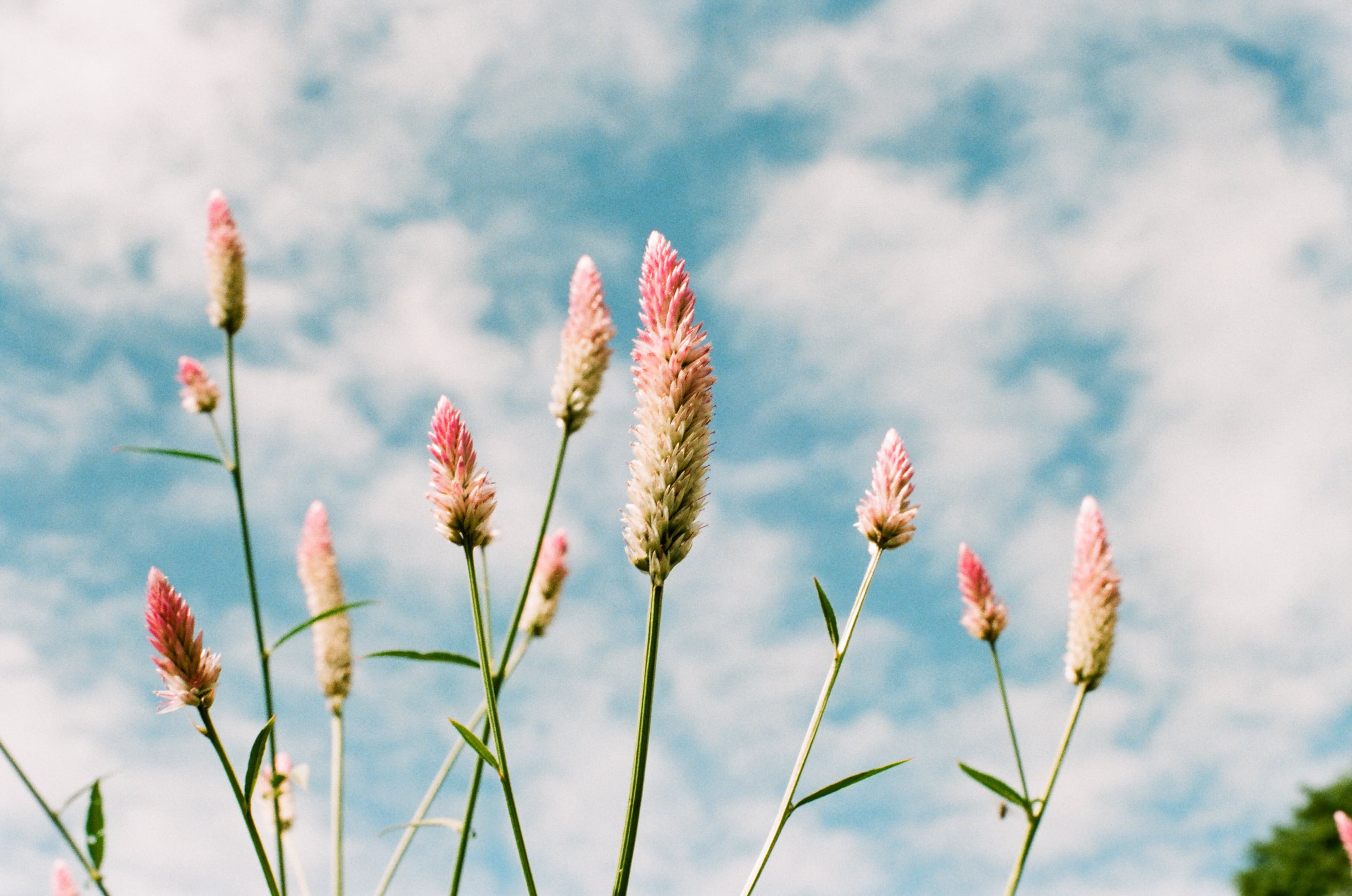 EP27 再見檳榔樹｜Olympus OM-1 + 美版 Fujifilm Fujicolor C200 彩色底片