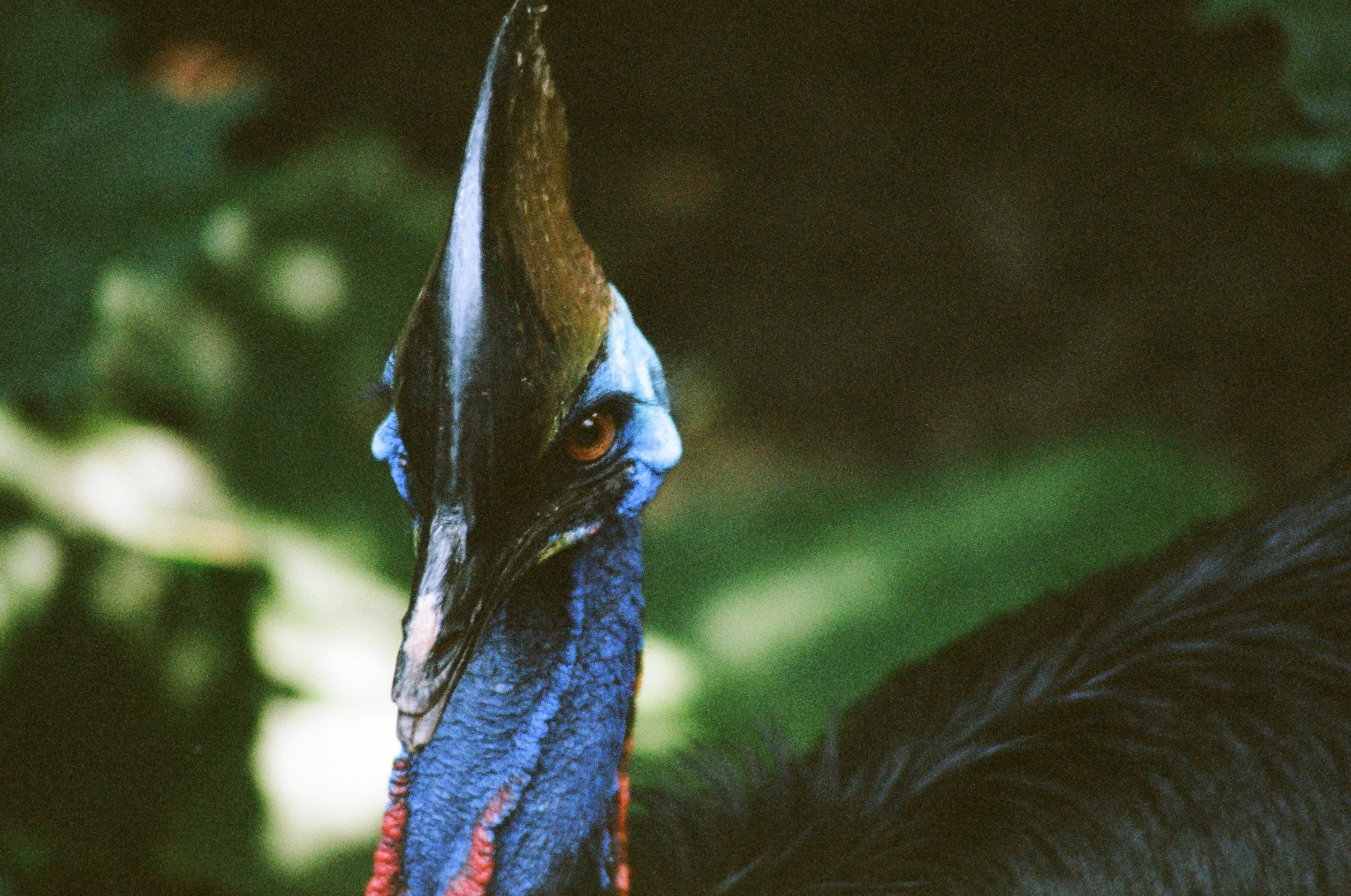 EP34 動物的臉｜Olympus OM-1 + 美版 Fujifilm Superia X-Tra 400 彩色底片