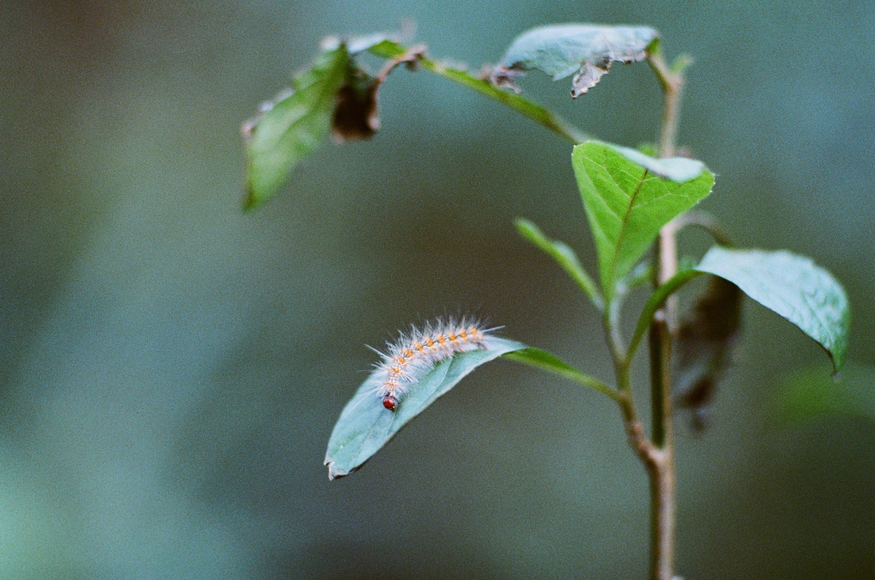 EP42 家人日常｜Olympus OM-4 + Lomography 400 彩色底片