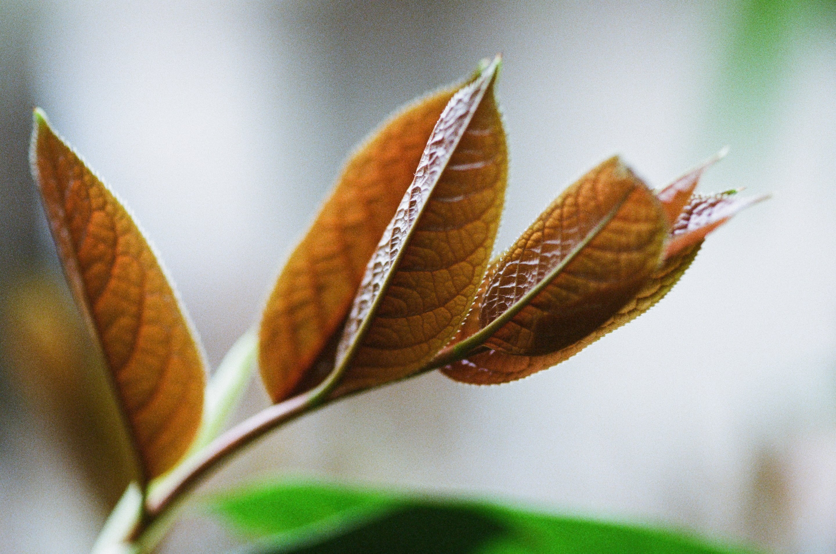 EP46 景深控制｜Olympus OM-4 Ti + Lomography 400 彩色底片