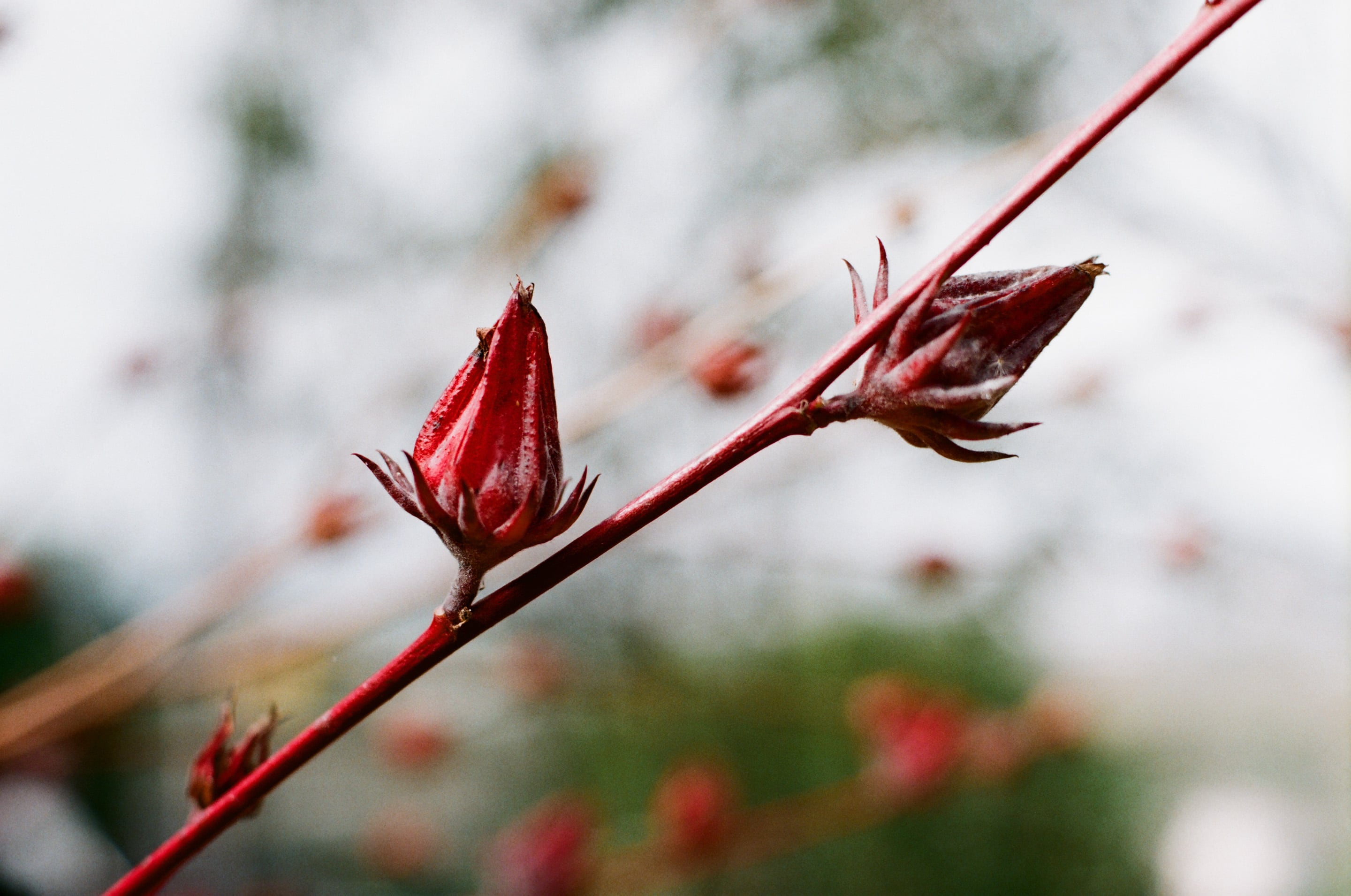 EP51 在台中過年｜Olympus OM-1 + 美版 Fujifilm Superia X-Tra 400 彩色底片