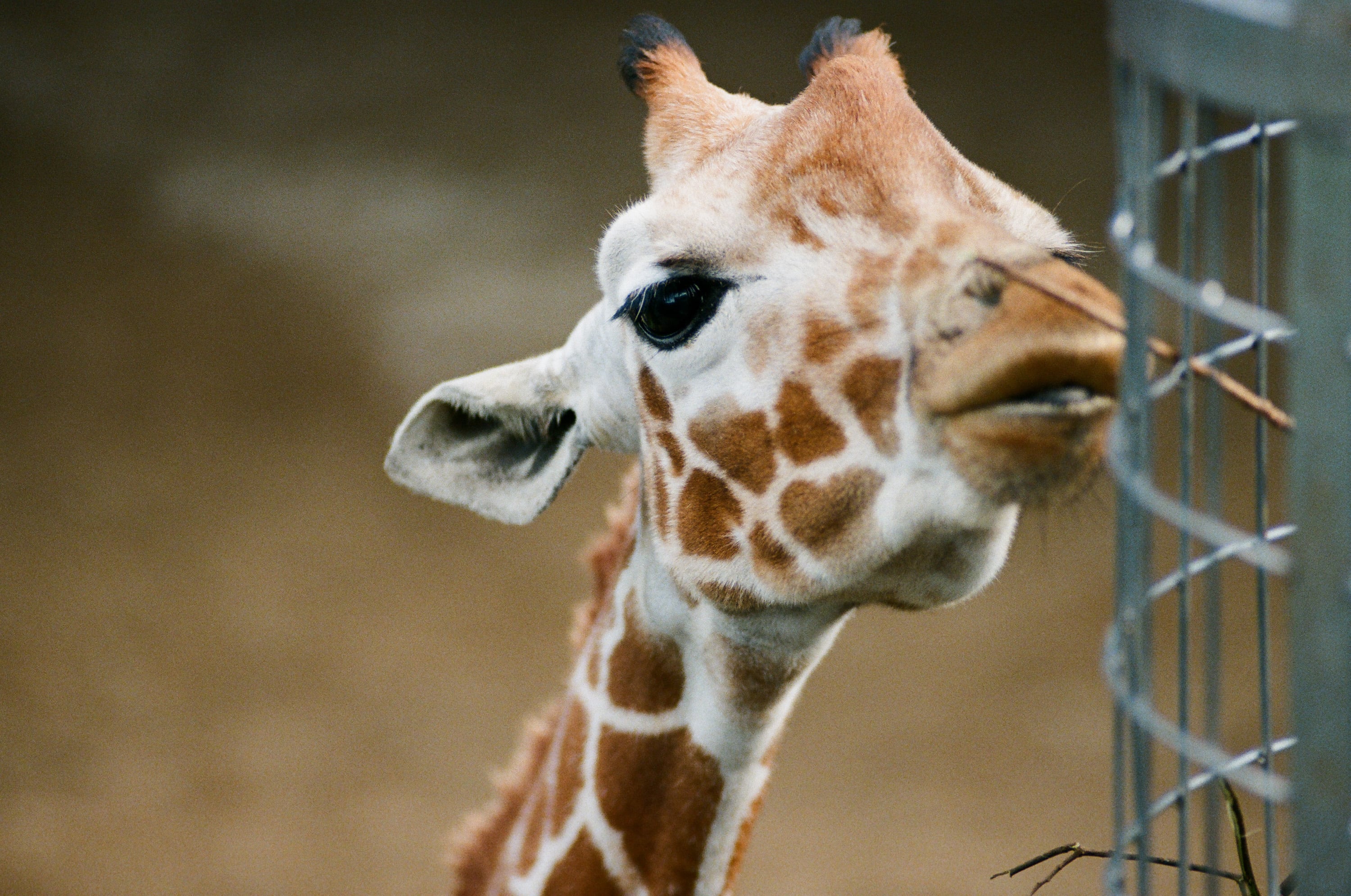 EP62 長焦神鏡｜Tamron SP 180mm f2.5 + Olympus OM-4 彩色底片