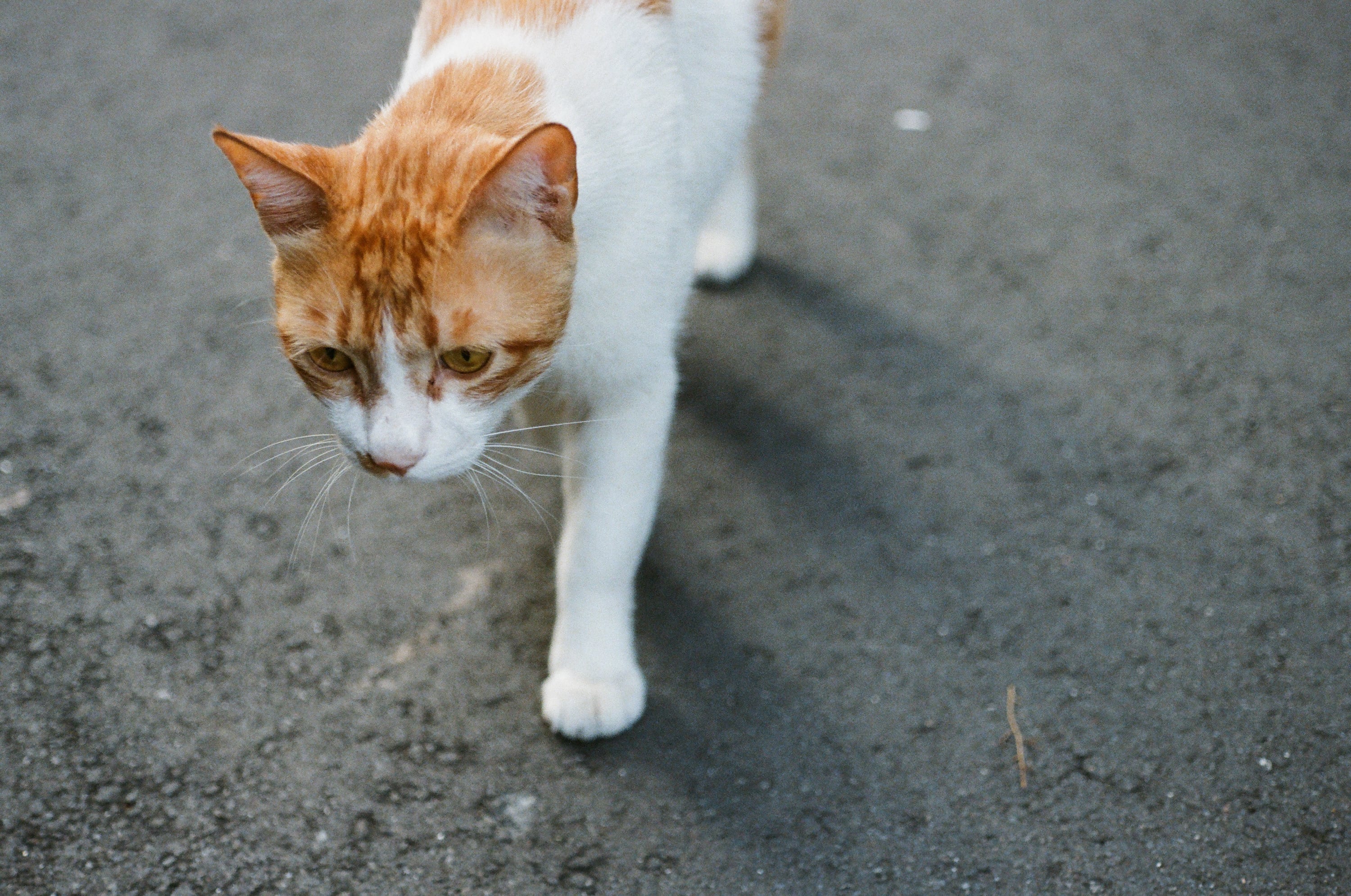 EP77 變焦與微距之間｜Olympus OM-4 Ti + Lomography 400 彩色底片