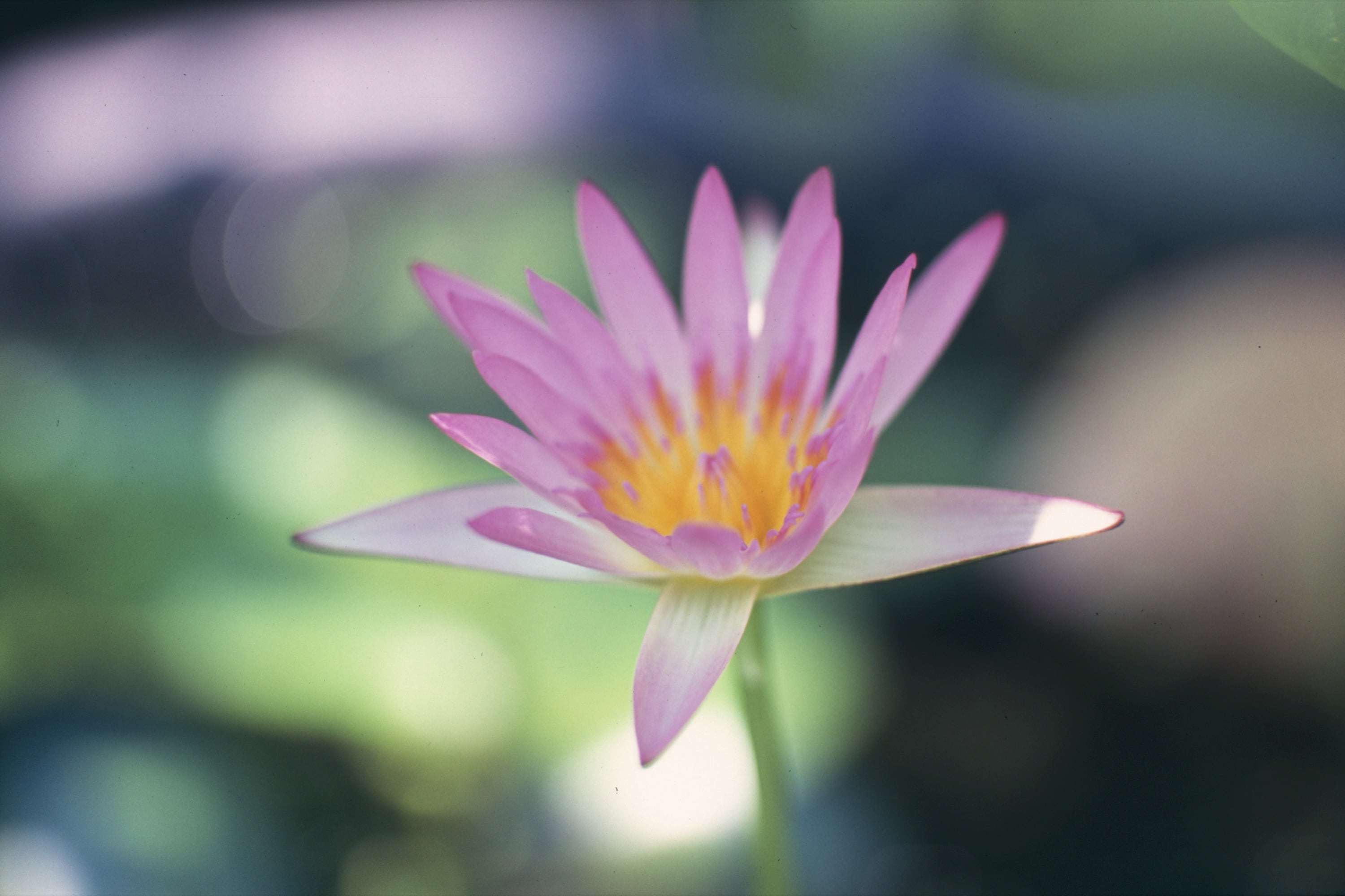 EP126 正片自沖掃｜Olympus OM-3 Ti + Fujifilm Velvia RVP 100 正片正沖