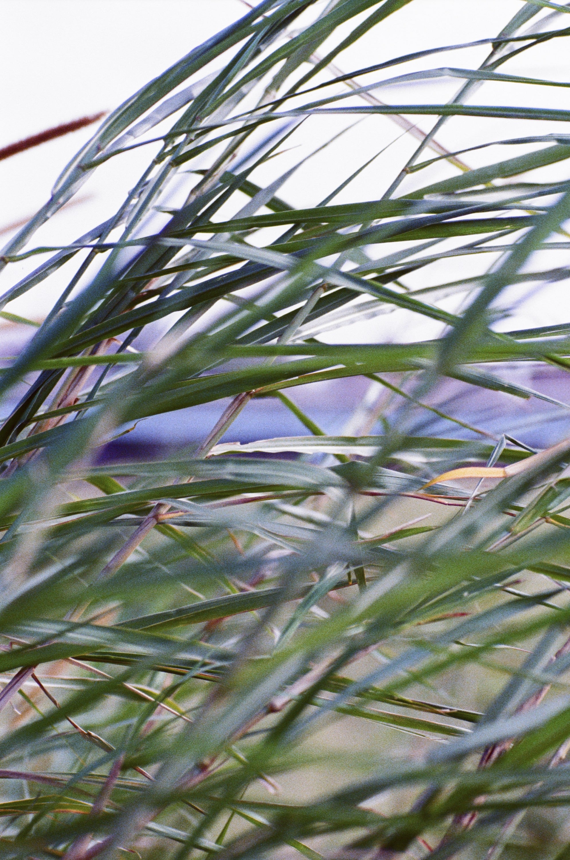 EP159 正片負沖之毒｜Olympus OM-4 Ti + Kodak Ektachrome 100D/5294 正片負沖