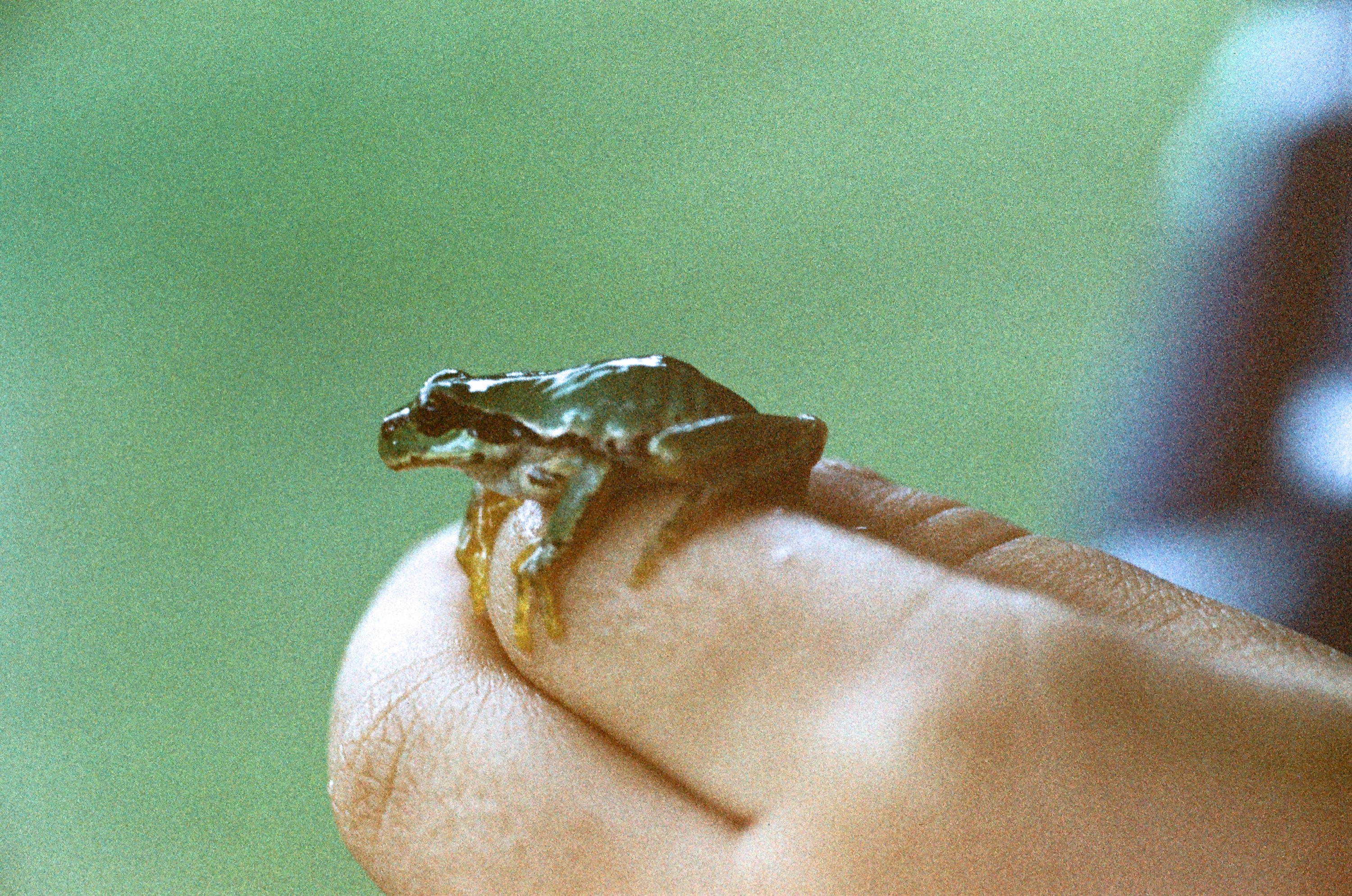 EP210 微距光圈 f8 才開始｜Olympus OM-20 與 Lomography LomoChrome Color '92 135 彩色底片